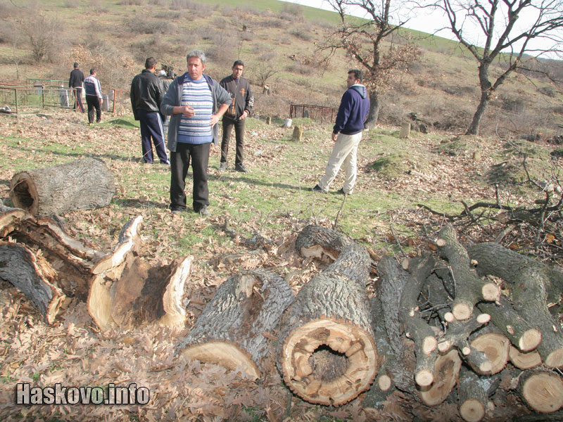 Изсечениет дървета