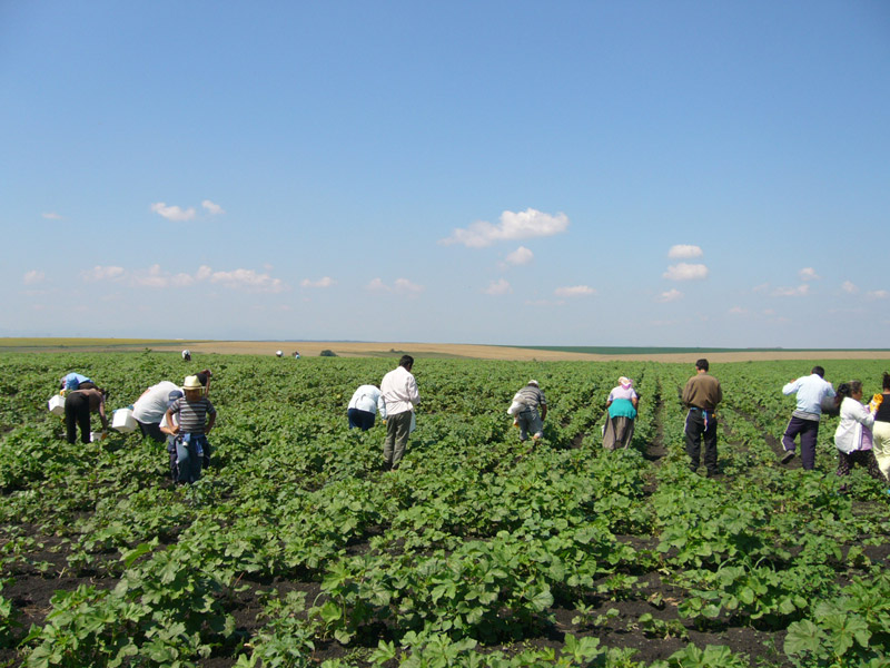 Сезонни работници