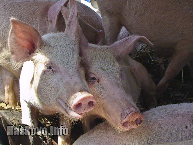 Прасетата са на цена от 85 лева