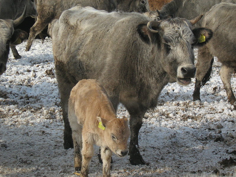 Българско сиво говедо