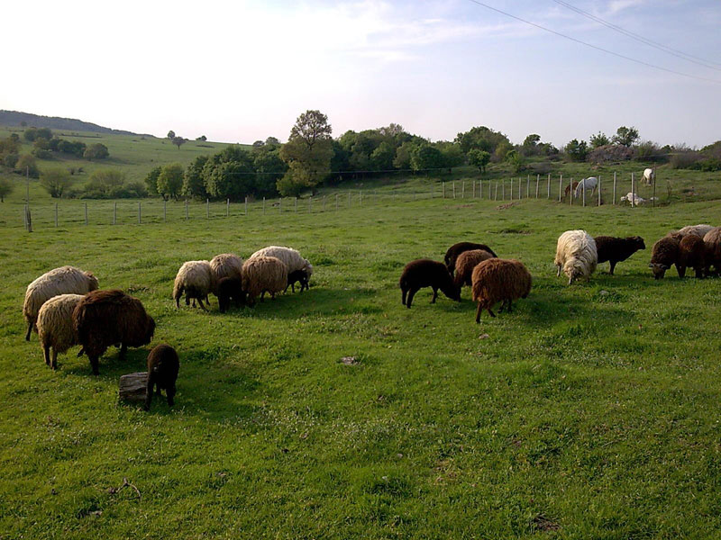 Тополово, архив