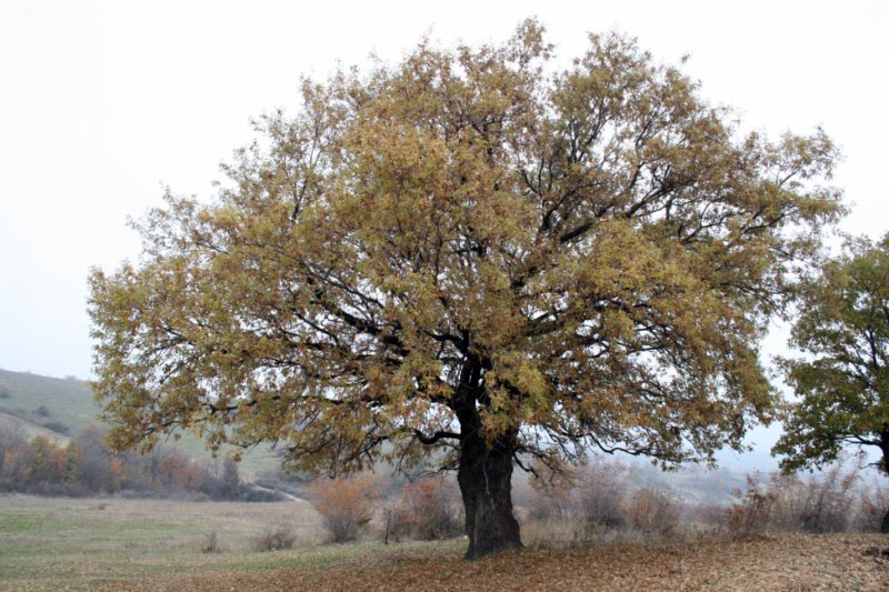 Снимка от РИОСВ