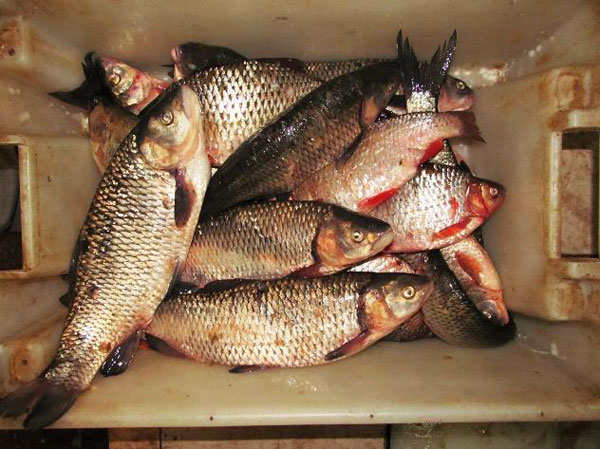 Риба, архив