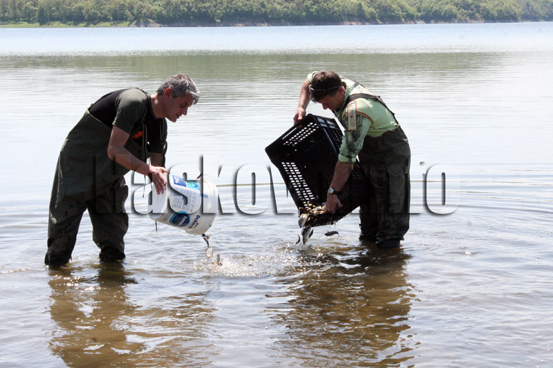 Зарибяването