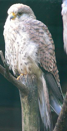 Соколчетата