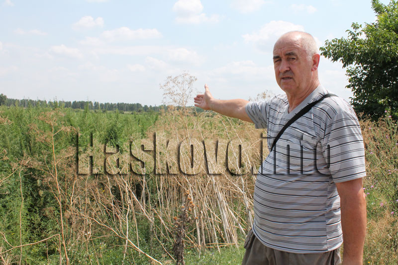 Нивата с канабис