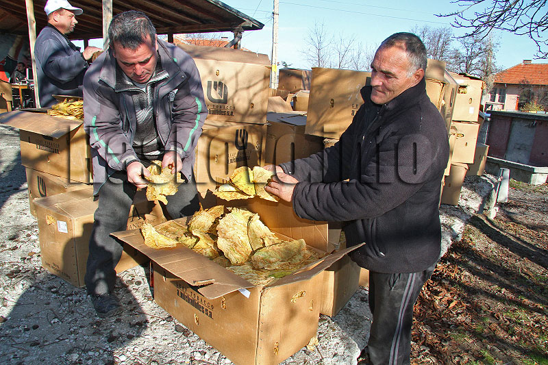 Тютюн, илюстрация