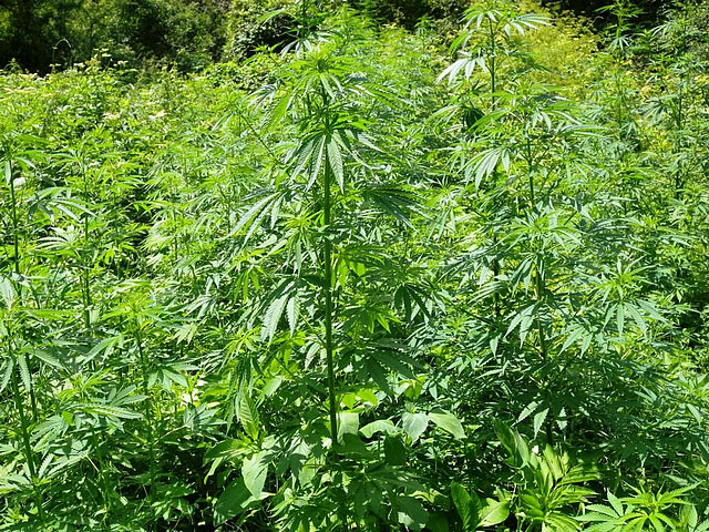 Коноп, архив