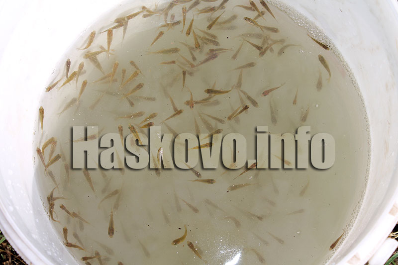 Зарибяване