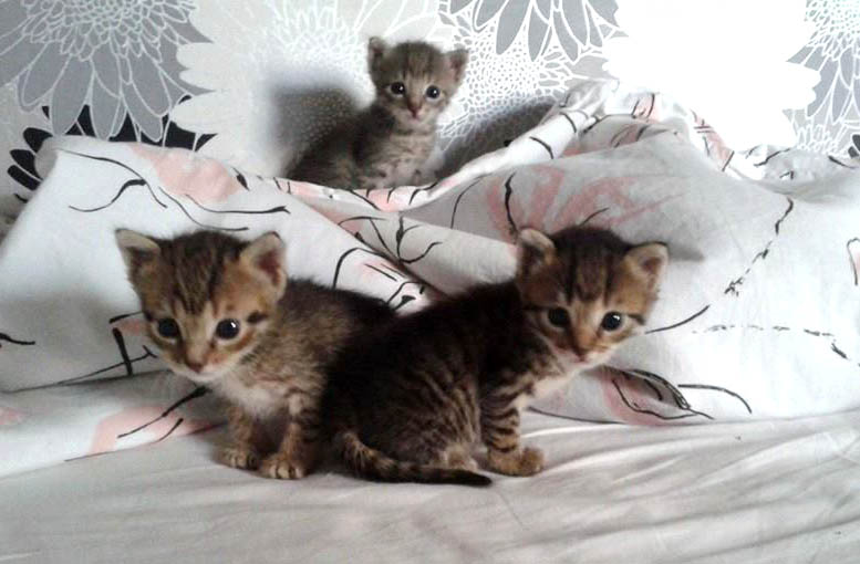 Илюстрация