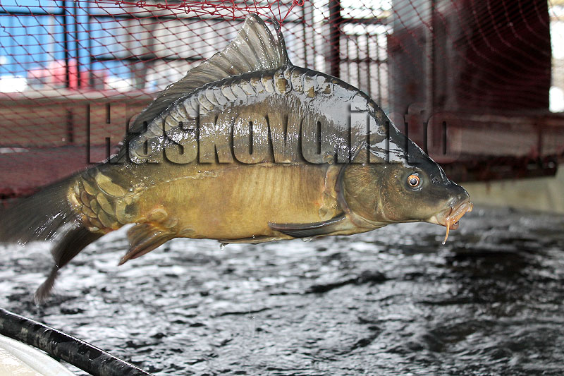 Илюстрация