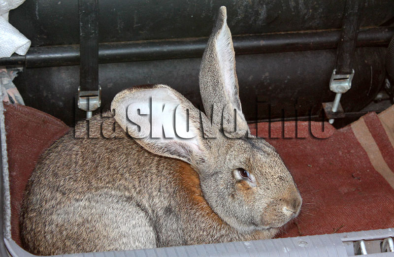 Илюстрация