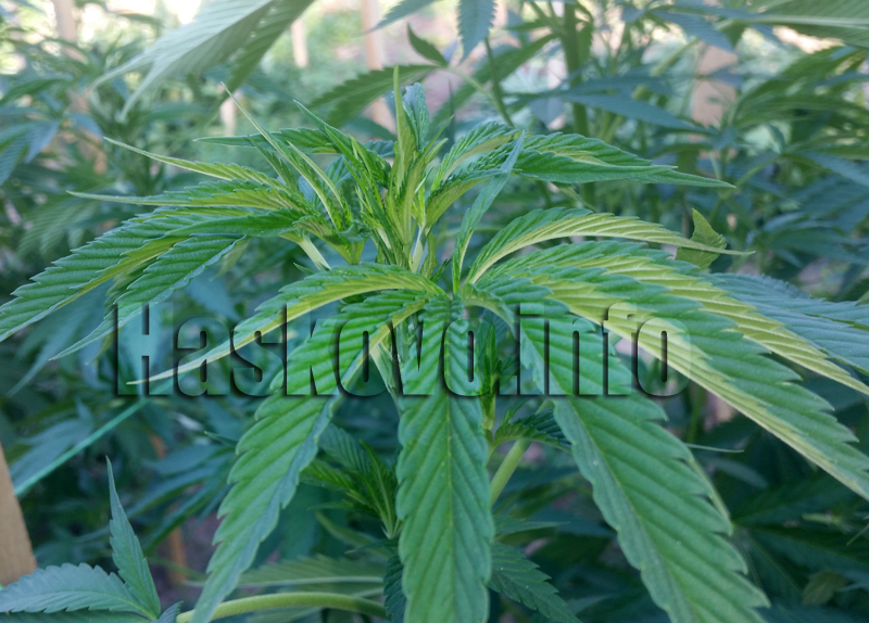 Марихуана Марихуана