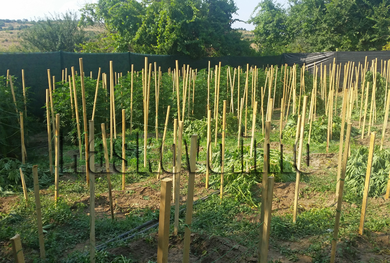 Марихуана Марихуана