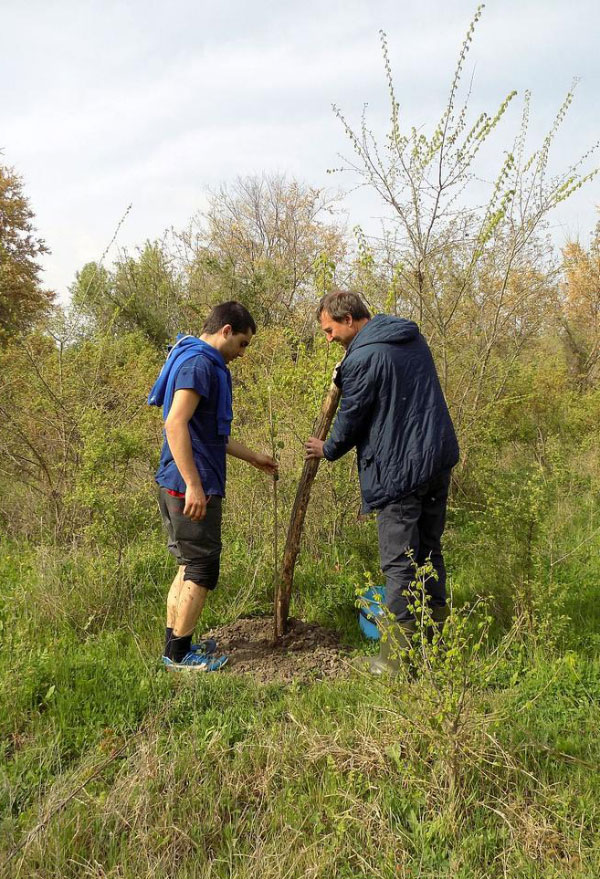 Залесяване