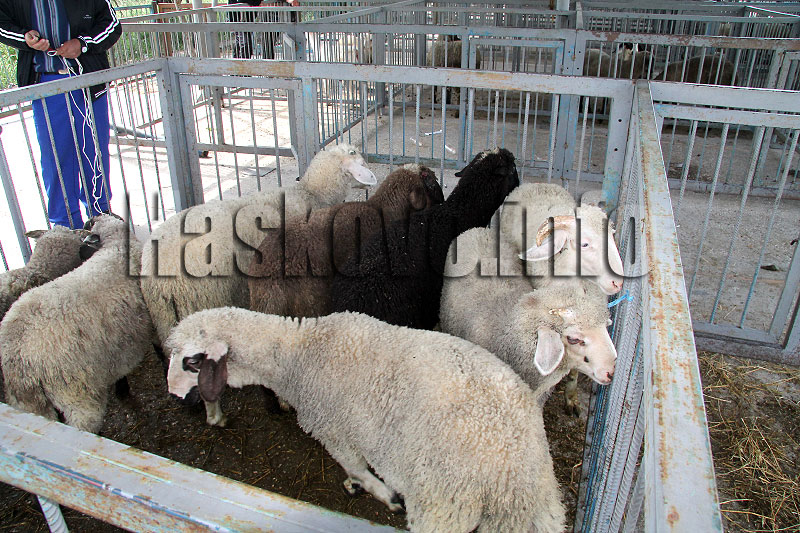 Илюстрация