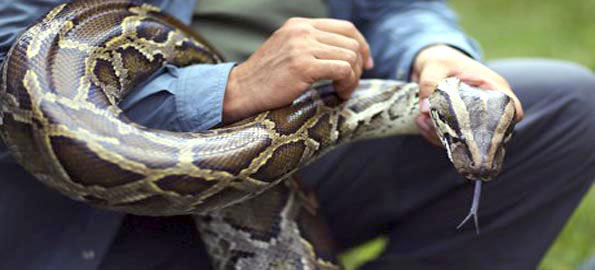 Илюстрация