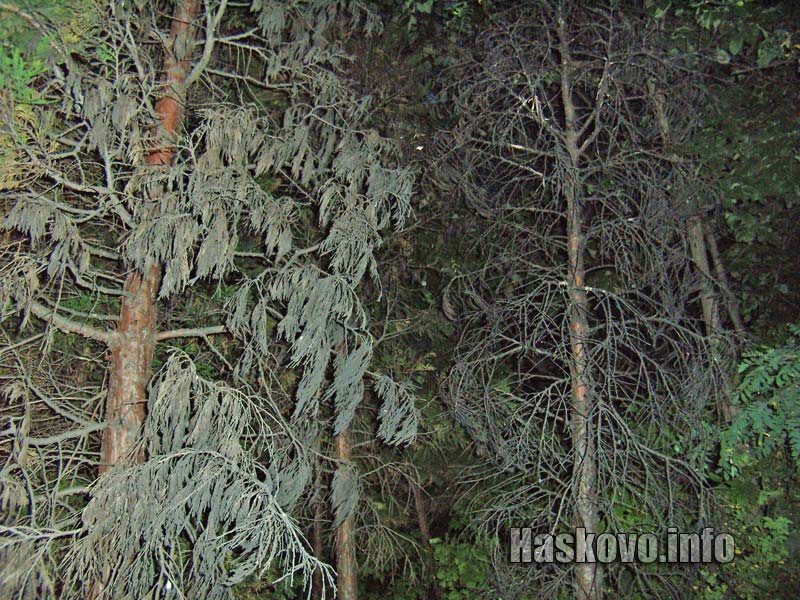 Опожарените дървета след изгарянето на отпадъците