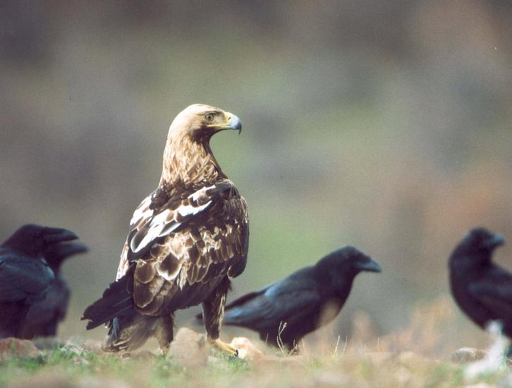 Царски орел