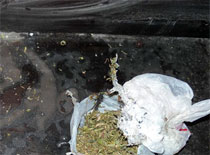 Канабис, илюстрация