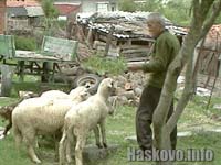 Агнета във Вълче поле