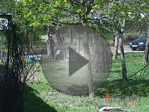 Колят агнета край детска площадка