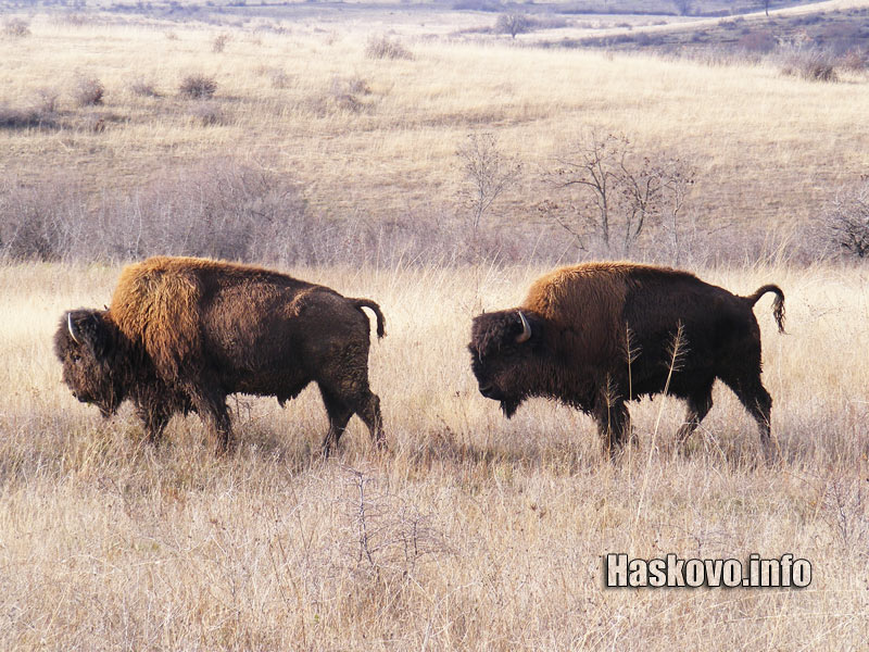 Бизоните край Орлов дол