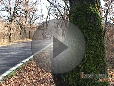 С каруци за дърва в парка