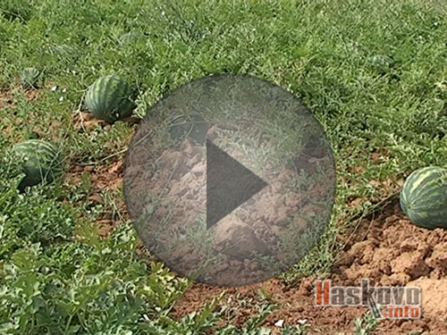 Дини от Любимец