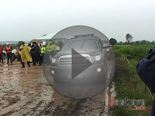 Пресаждат кокичета на магистралата