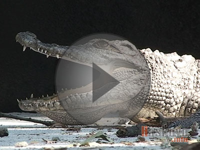 Крокодил