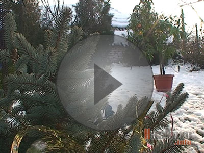 Домашни мандарини