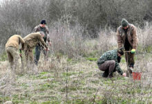 Залесяване