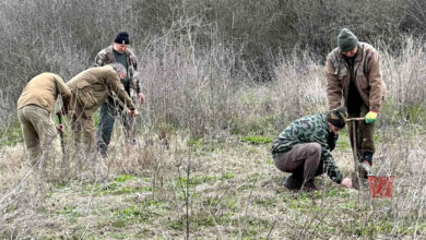 Залесяване