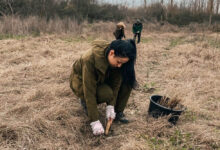 Залесяване