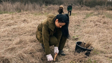 Залесяване