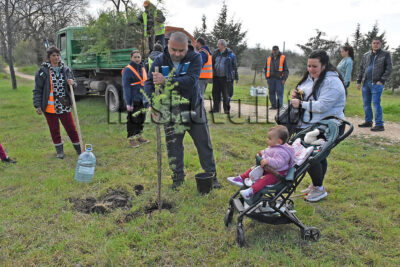 Залесяване