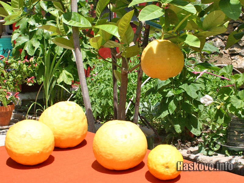 Лимоните Лимоните