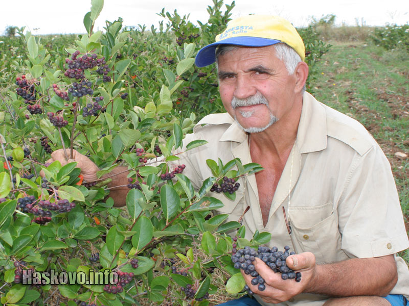 Димо Андреев