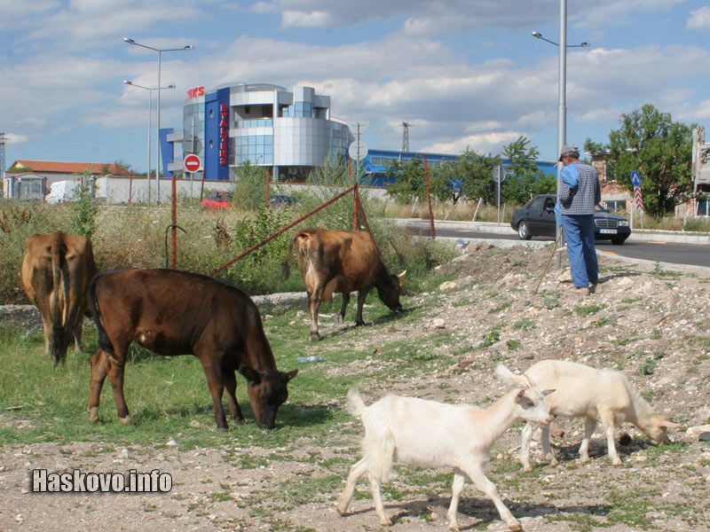 Паша в града