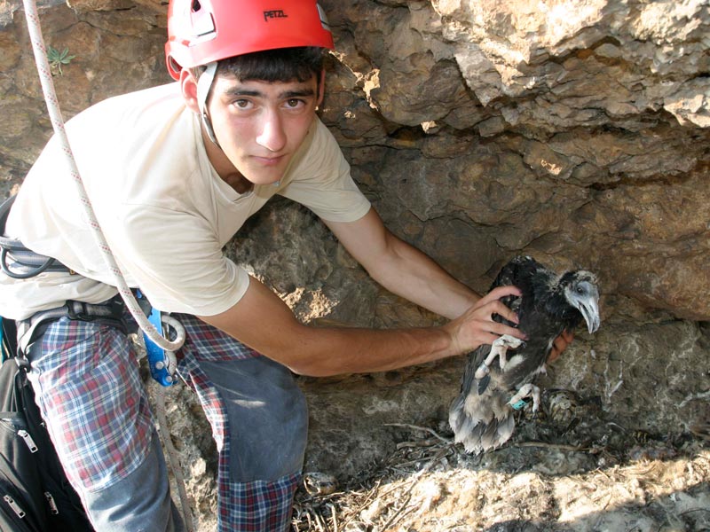 Пръстени на лешояди