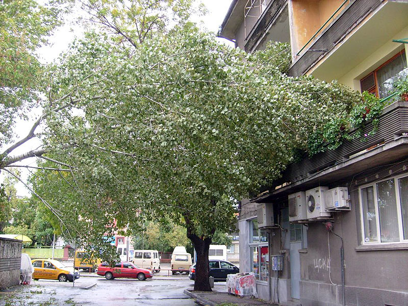 Падналото дърво зад Бизнесцентъра