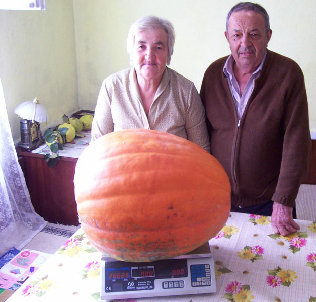 Гордите стопани с тиквата