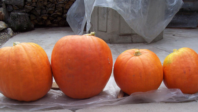 Четирите тикви, които е родил коренът