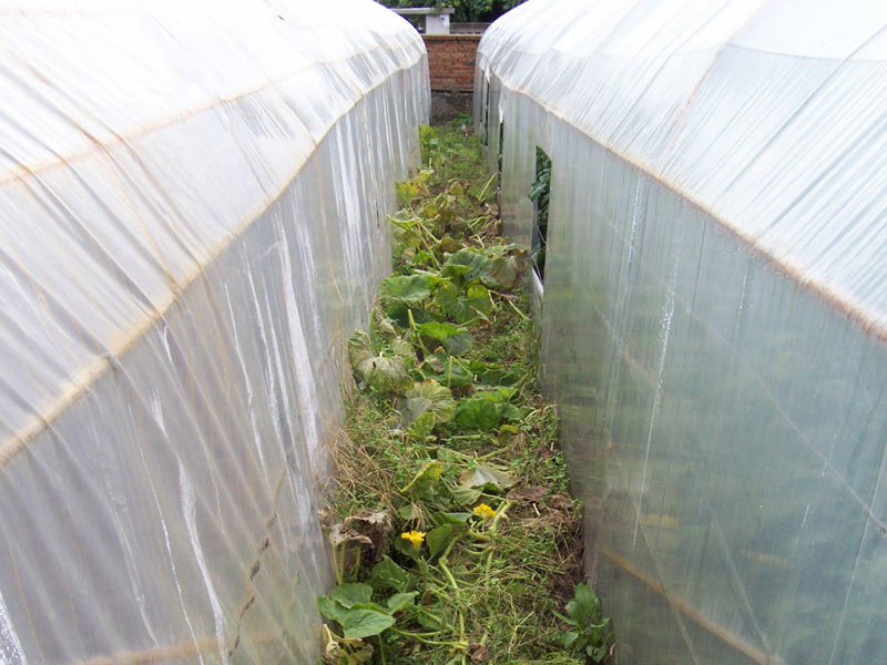 Мястото, където са отгледани тиквите