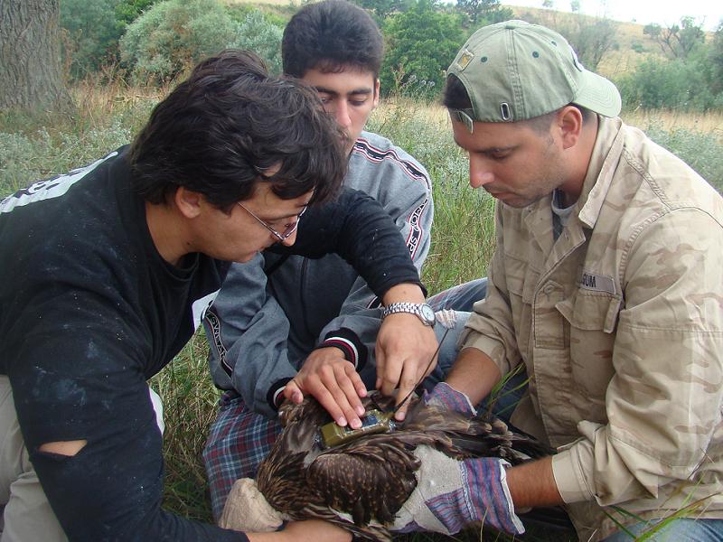 Поставяне на предавател на царски орел