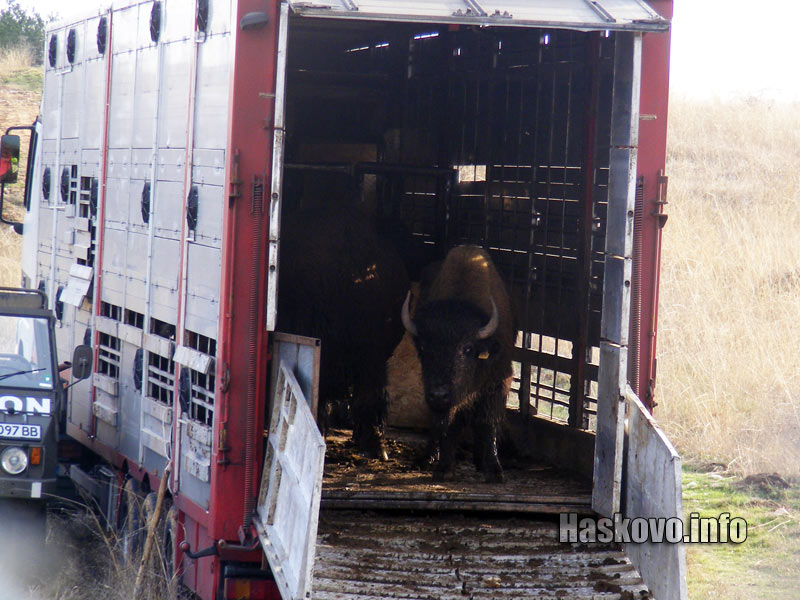 Част от бизоните проявиха инат