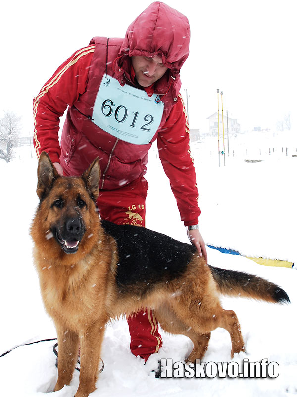 Едно от хасковските кучета