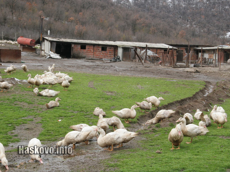 Фермата Фермата