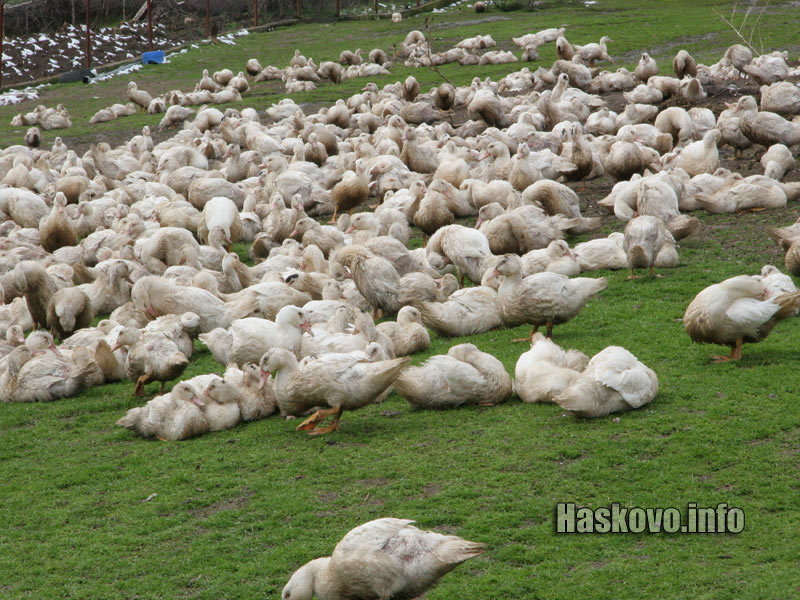 Фермата Фермата